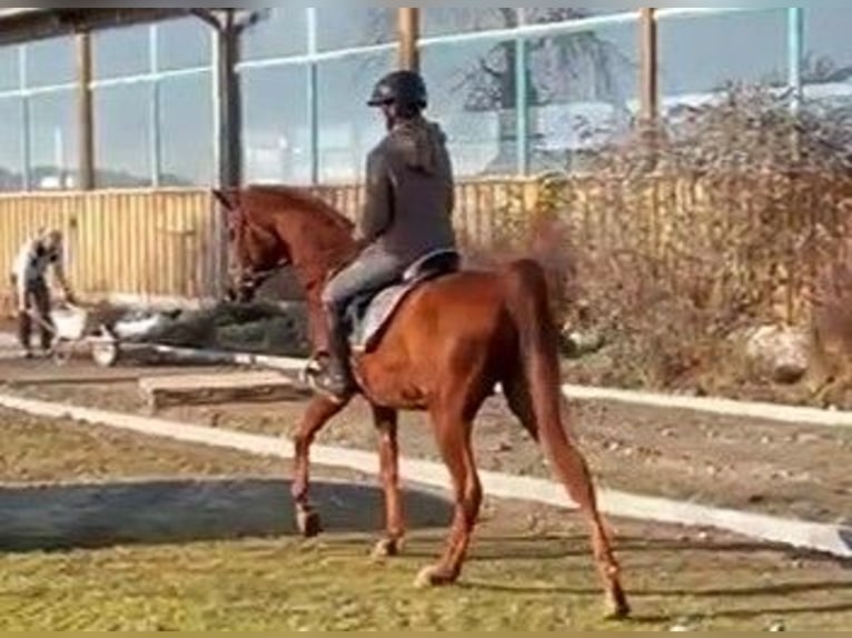 Pur-sang arabe Étalon 4 Ans Alezan in Aulendorf