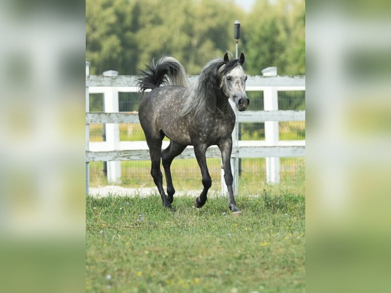 Pur-sang arabe Étalon 4 Ans Gris in Wola rzędzińska