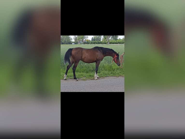 Pur-sang arabe Étalon 5 Ans 148 cm Bai cerise in Wyszków
