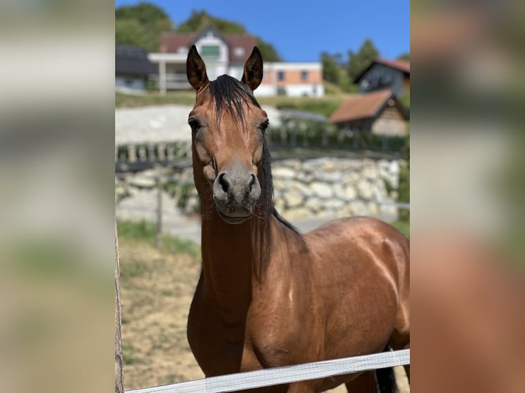 Pur-sang arabe Étalon 5 Ans 150 cm Bai in Krennach