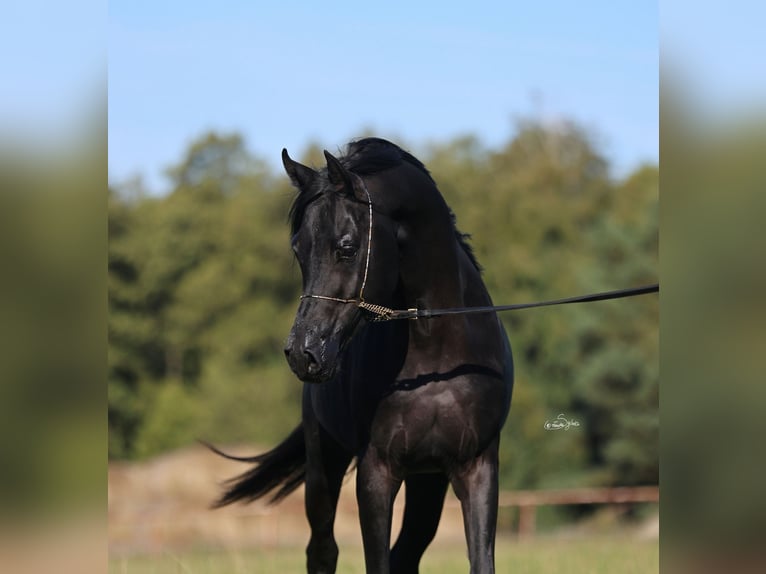 Pur-sang arabe Étalon 5 Ans 150 cm Noir in Jeżów
