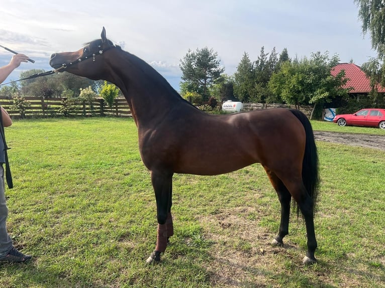 Pur-sang arabe Étalon 5 Ans 152 cm Bai in Ko&#x142;biel
