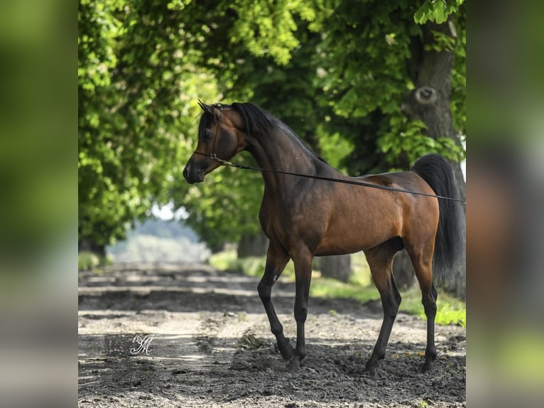 Pur-sang arabe Étalon 5 Ans 152 cm Bai in Kołbiel