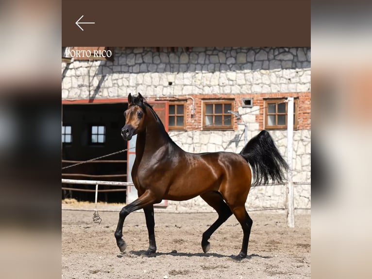 Pur-sang arabe Étalon 5 Ans 152 cm Bai in Kołbiel