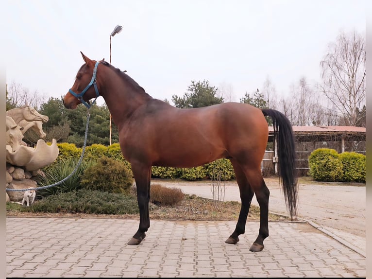 Pur-sang arabe Étalon 5 Ans 153 cm Bai brun in Ciosny