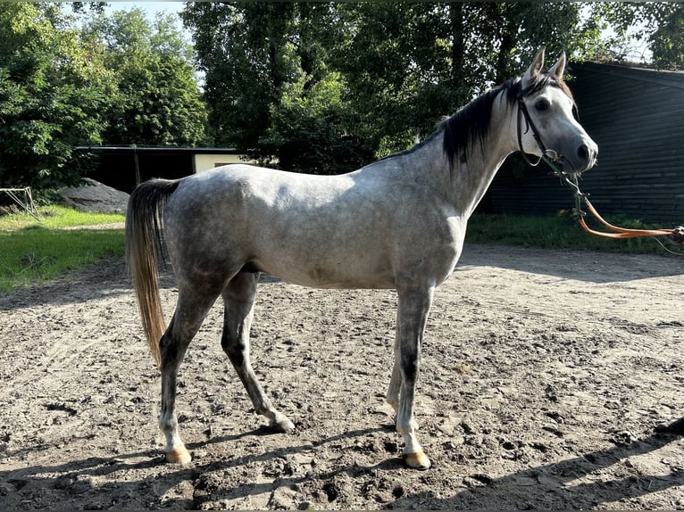 Pur-sang arabe Étalon 5 Ans 158 cm Gris in Warszawa