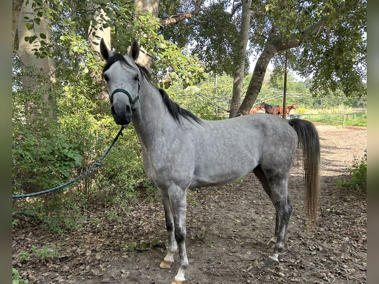 Pur-sang arabe Étalon 5 Ans 158 cm Gris in Warszawa