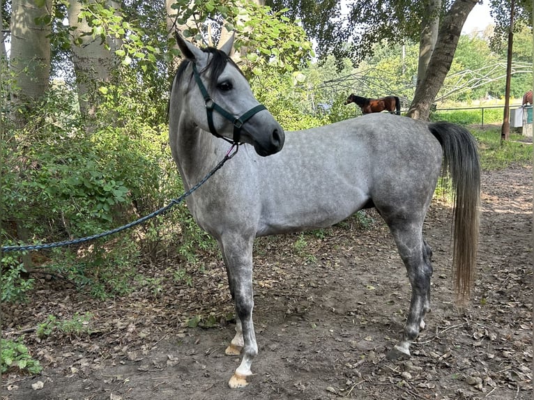 Pur-sang arabe Étalon 5 Ans 158 cm Gris in Warszawa