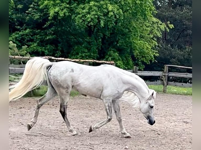 Pur-sang arabe Étalon 5 Ans in Bukowiec