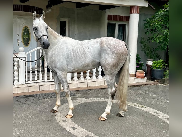 Pur-sang arabe Étalon 5 Ans in Bukowiec