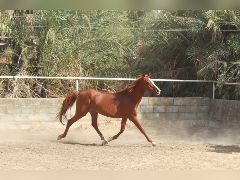 Pur-sang arabe Étalon 6 Ans 150 cm Alezan brûlé in Villamartín