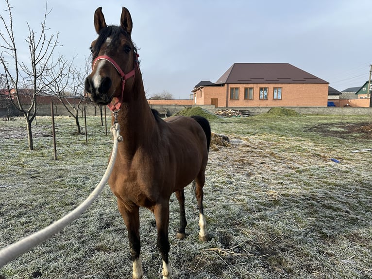 Pur-sang arabe Étalon 6 Ans 152 cm Alezan brûlé in Нестеровская