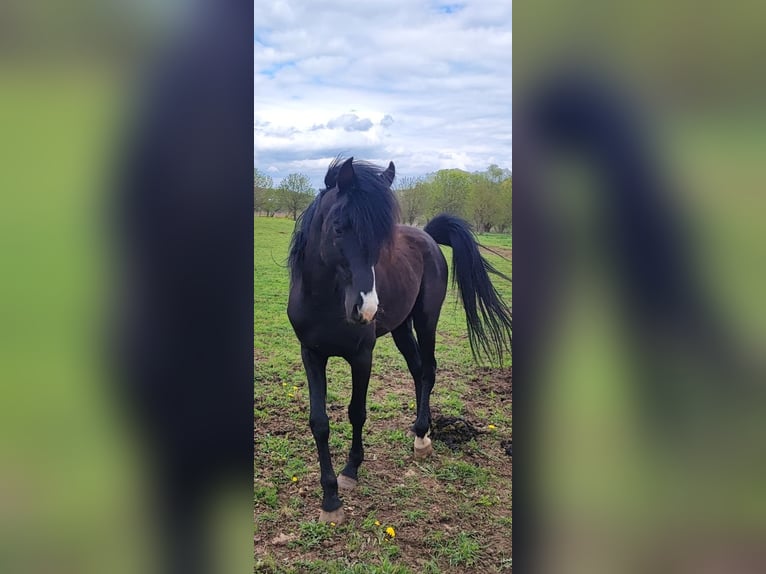 Pur-sang arabe Étalon 6 Ans 155 cm Noir in Lautertal