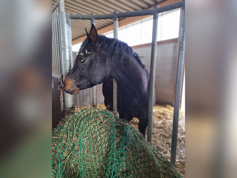 Pur-sang arabe Étalon 6 Ans 156 cm Bai brun foncé in Hochborn
