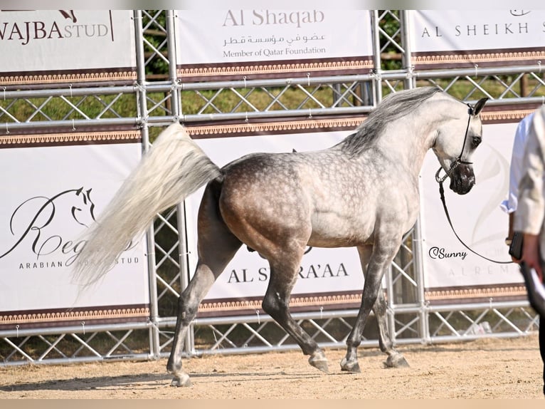 Pur-sang arabe Étalon 6 Ans 156 cm Gris in Brescia