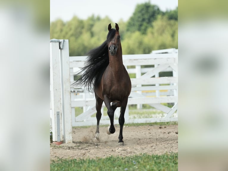 Pur-sang arabe Étalon 6 Ans 161 cm Bai cerise in Wola Rzędzińska