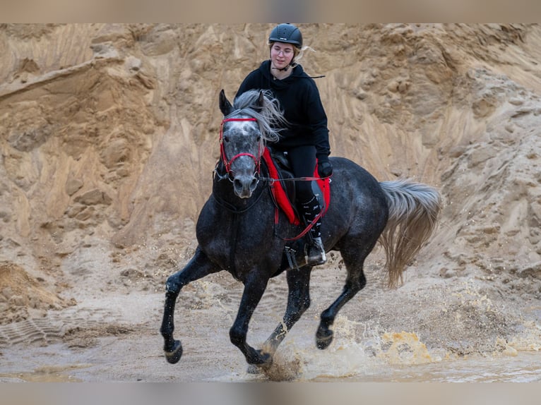 Pur-sang arabe Étalon 6 Ans 162 cm Gris in Pobyłkowo Małe