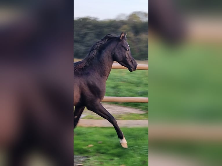 Pur-sang arabe Étalon 6 Ans Noir in COURS LES BARRES