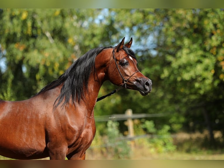 Pur-sang arabe Étalon 7 Ans 153 cm Bai in Lodz