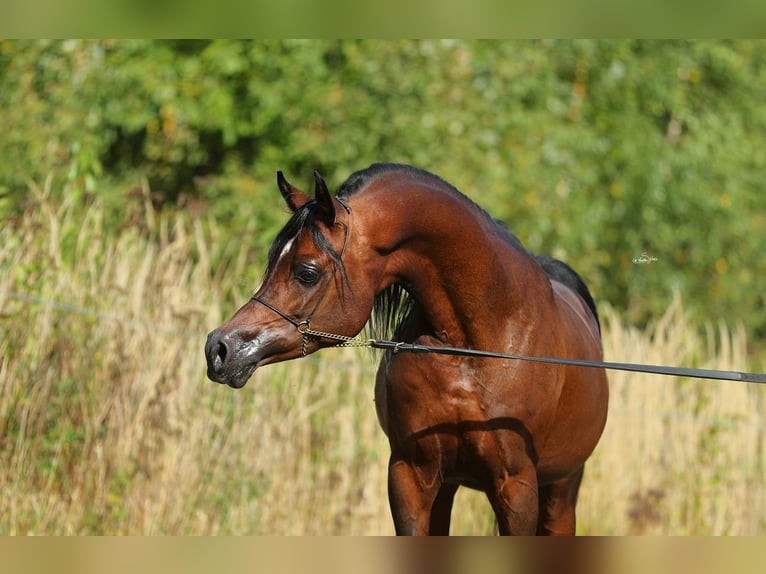 Pur-sang arabe Étalon 7 Ans 153 cm Bai in Lodz