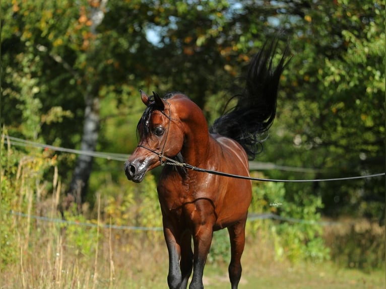 Pur-sang arabe Étalon 7 Ans 153 cm Bai in Lodz