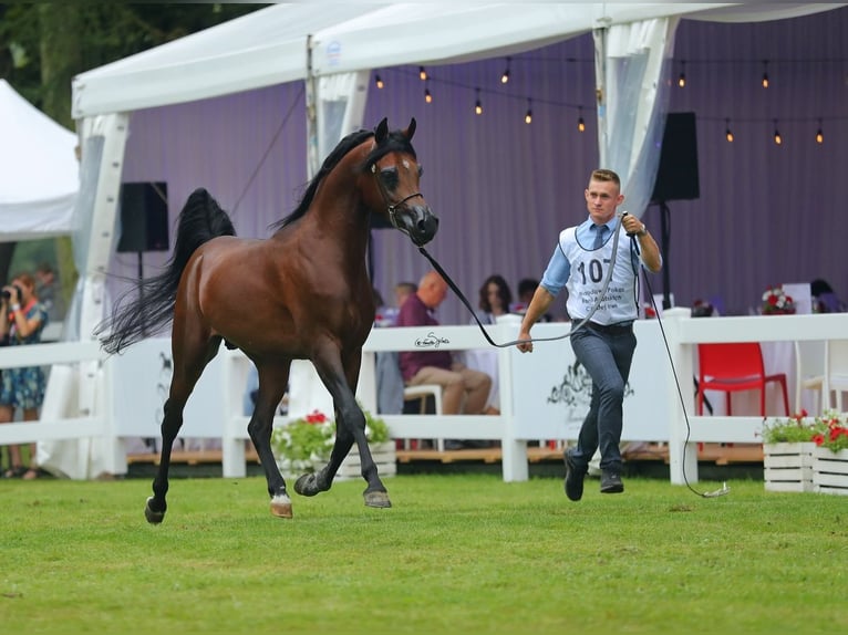 Pur-sang arabe Étalon 7 Ans 153 cm Bai in Lodz