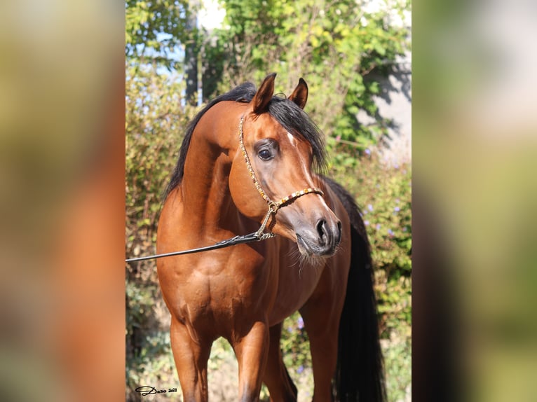 Pur-sang arabe Étalon 7 Ans Bai in Wallsee