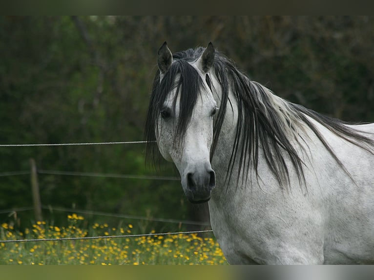 Pur-sang arabe Étalon 8 Ans 153 cm Gris moucheté in Weilheim an der Teck