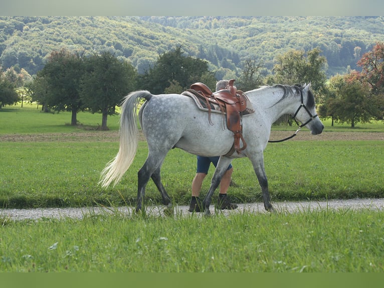 Pur-sang arabe Étalon 8 Ans 153 cm Gris moucheté in Weilheim an der Teck