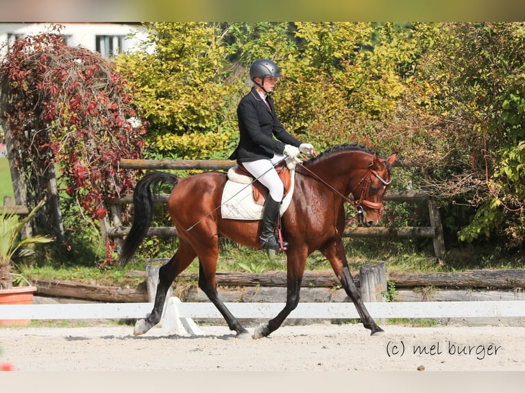 Pur-sang arabe Étalon 8 Ans 154 cm Bai in Söll