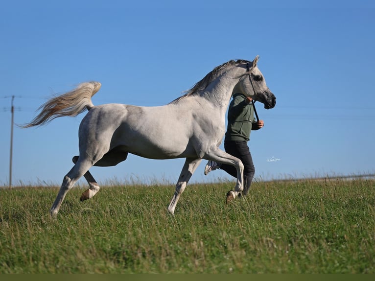 Pur-sang arabe Étalon 8 Ans 154 cm Gris in JEZOW