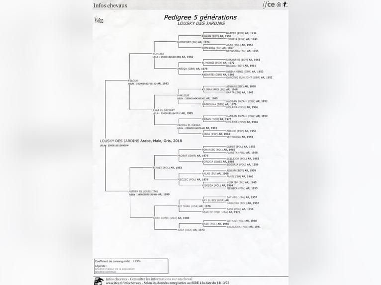 Pur-sang arabe Étalon 8 Ans 156 cm Gris in Saint Donnat