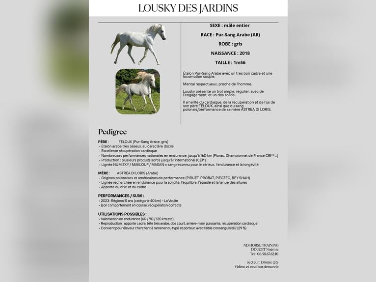 Pur-sang arabe Étalon 8 Ans 156 cm Gris in Saint Donnat