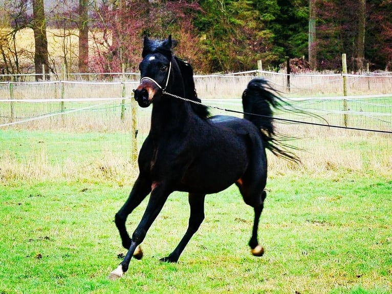 Pur-sang arabe Étalon 8 Ans Noir in Lovenjoel