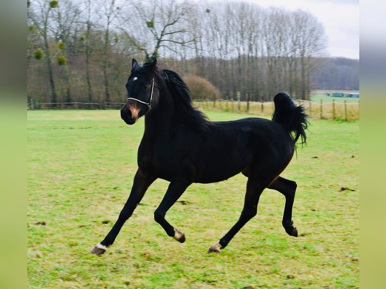 Pur-sang arabe Étalon 8 Ans Noir in Lovenjoel