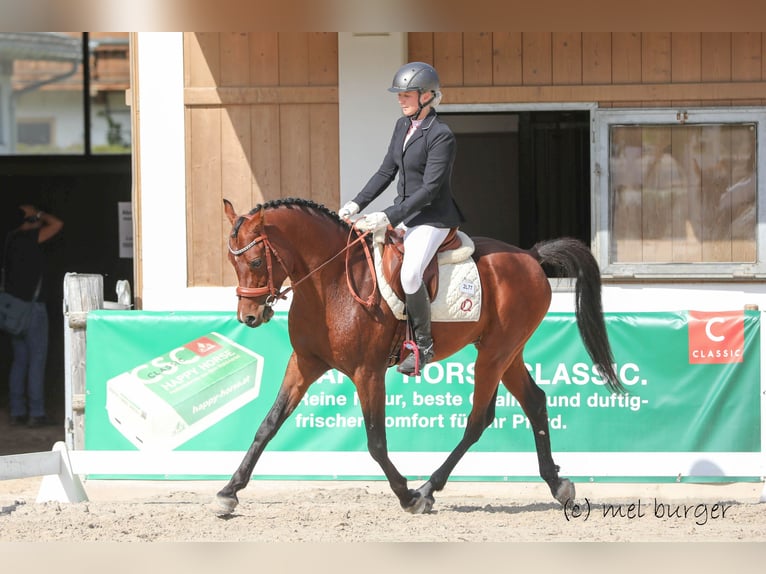 Pur-sang arabe Étalon 9 Ans 154 cm Bai in Söll