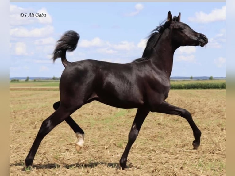 Pur-sang arabe Étalon 9 Ans 156 cm Noir in Rain