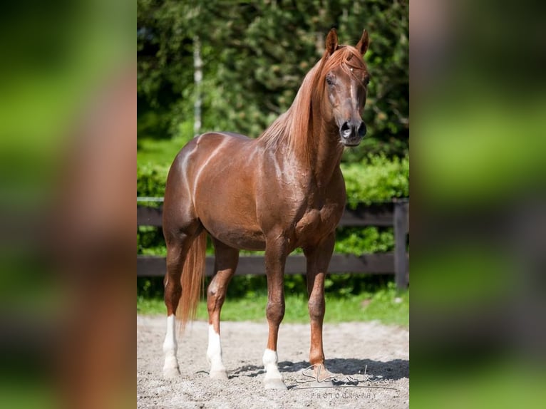 Pur-sang arabe Étalon Alezan in Kirchzell