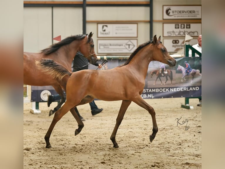 Pur-sang arabe Étalon Bai in Zuidoostbeemster