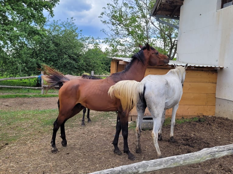 Pur-sang arabe Étalon Bai in Petrinja