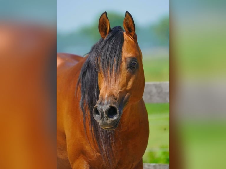 Pur-sang arabe Étalon Bai in Waalwijk