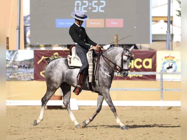 Pur-sang arabe Étalon Gris in Jerez De La Frontera