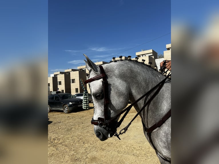 Pur-sang arabe Étalon Gris in Jerez De La Frontera