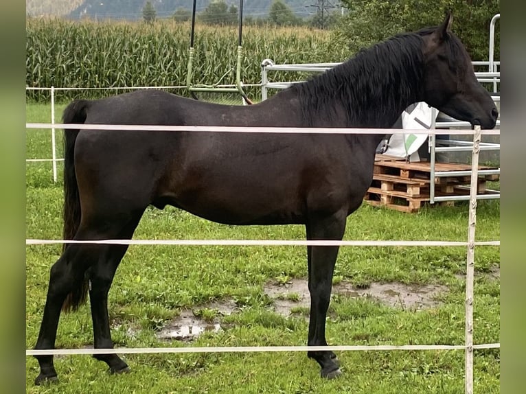 Pur-sang arabe Étalon Noir in Kramsach
