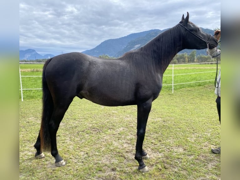 Pur-sang arabe Étalon Noir in Radfeld
