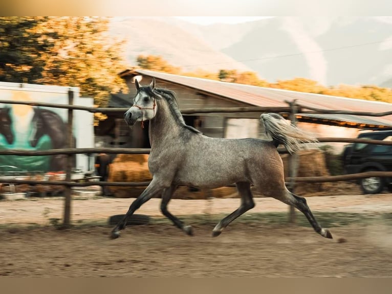 Pur-sang arabe Étalon Poulain (04/2024) 130 cm Bai cerise in Assenovgrad