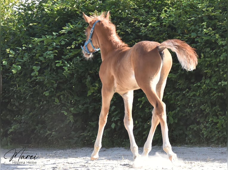 Pur-sang arabe Étalon Poulain (06/2025) 152 cm Alezan brûlé in Schee&#xDF;el