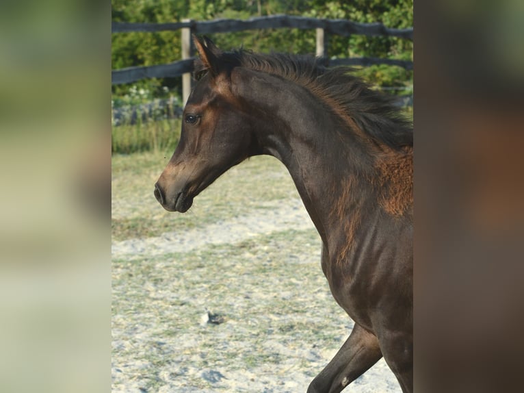 Pur-sang arabe Étalon Poulain (01/2025) 153 cm Bai brun in Koprivnica