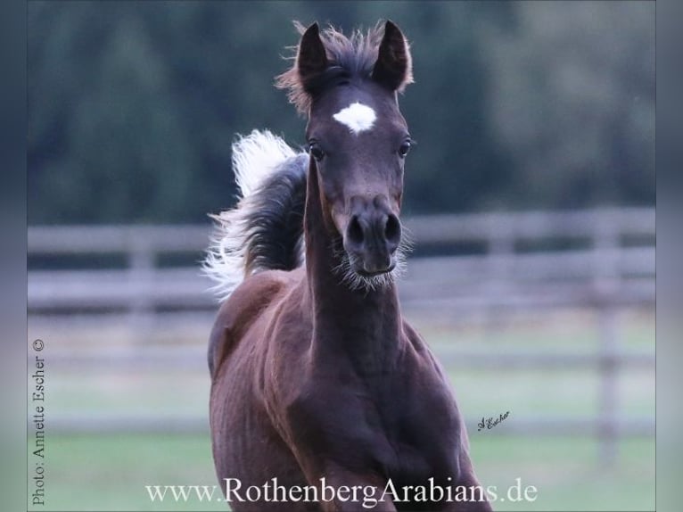 Pur-sang arabe Étalon Poulain (04/2026) 153 cm Noir in Monheim