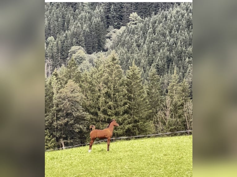 Pur-sang arabe Étalon Poulain (04/2024) 155 cm Bai in Hinterstoder